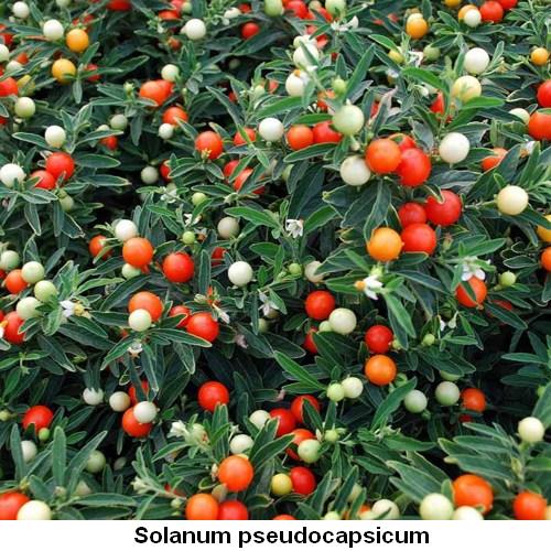 Solanum pseudocapsicum.jpg